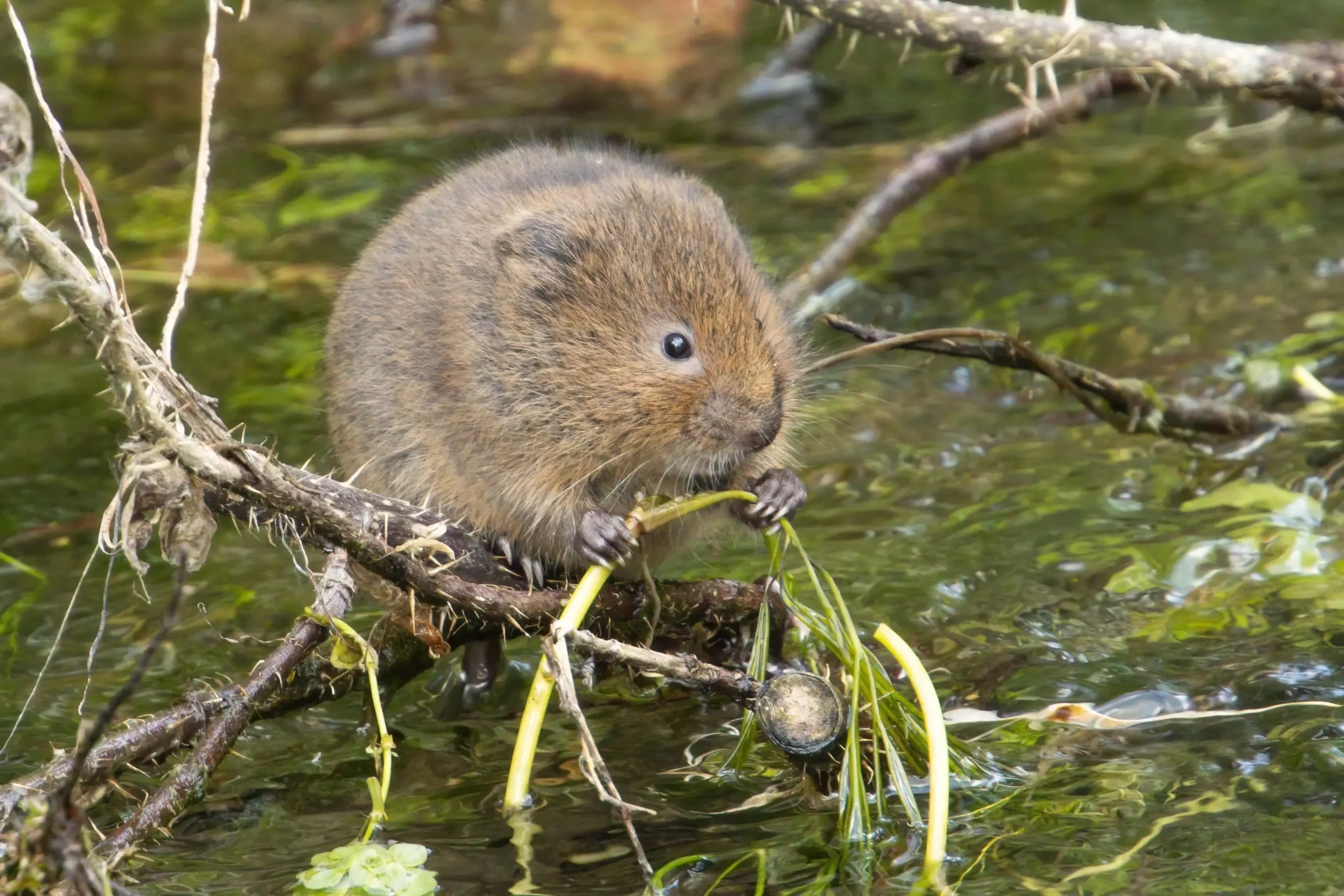 Water vole