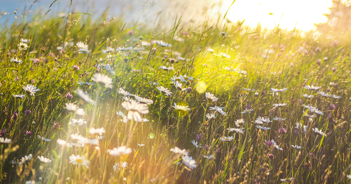 A wildflower meadow