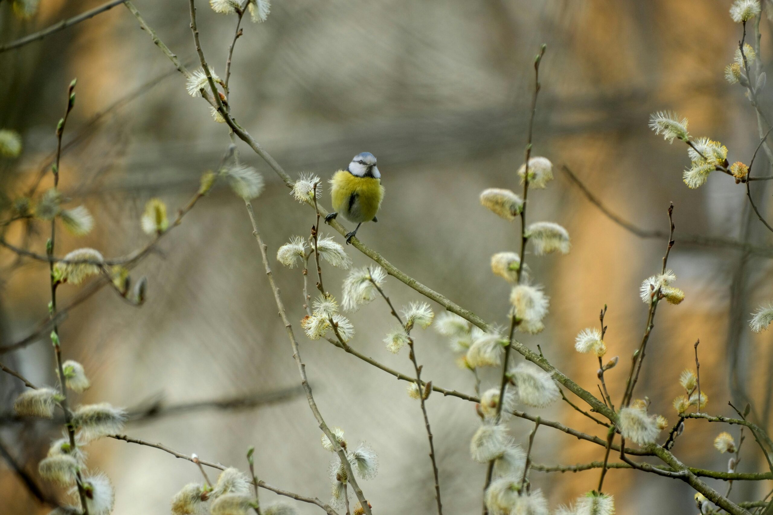 Blue tit perched in a pussy willow tree