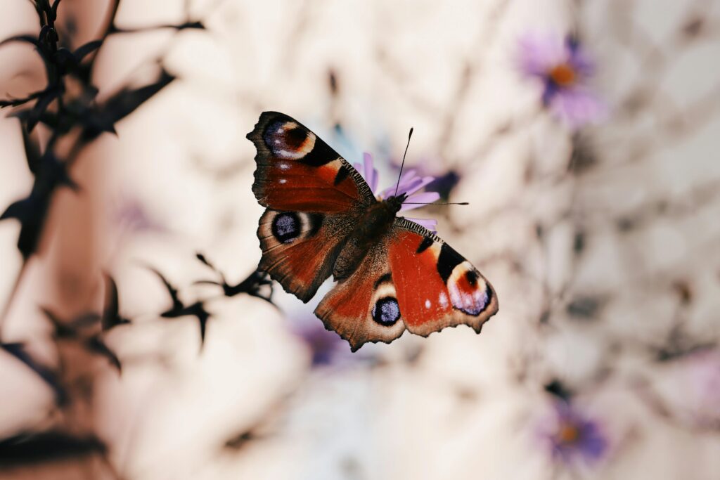 Picture of a peacock butterfly on soft pinky-purple flowers