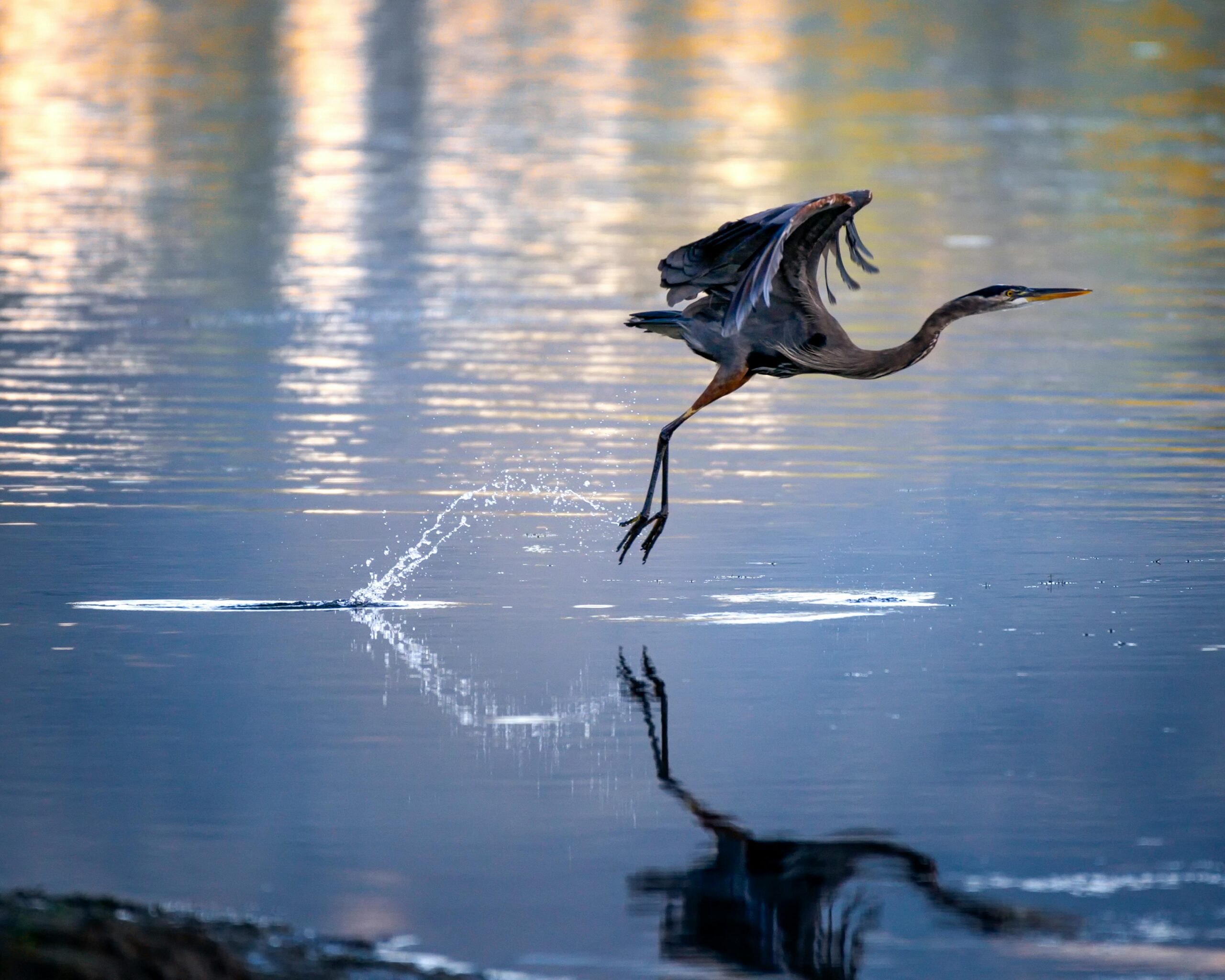 Picture of a heron taking off above pond