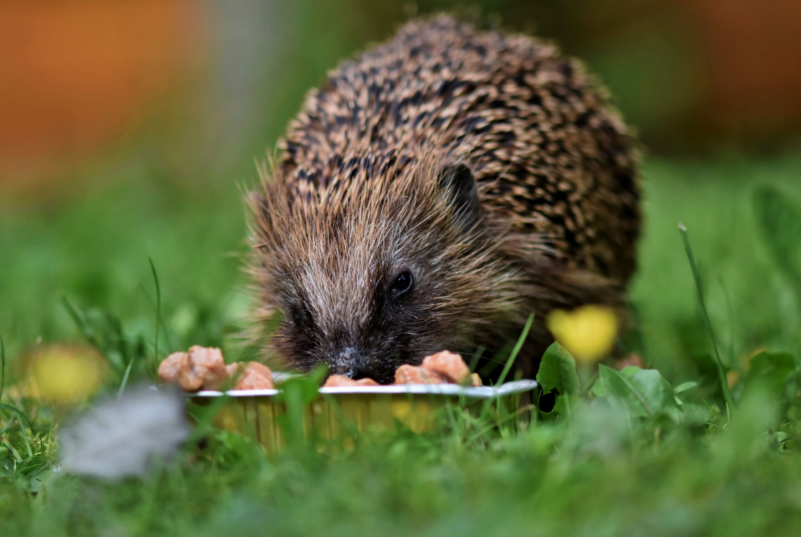 Picture of a hedgehog tucking into a saucer of food