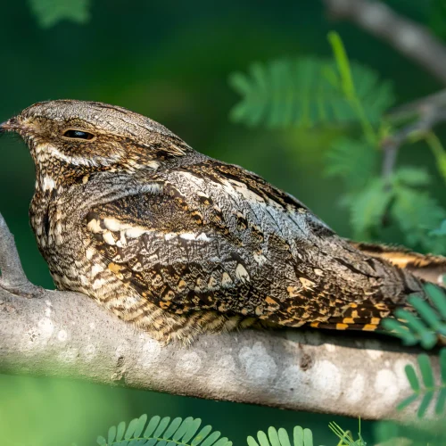 Picture of a European nightjar - a protected nocturnal, ground nesting bird with a distinctive bird call.