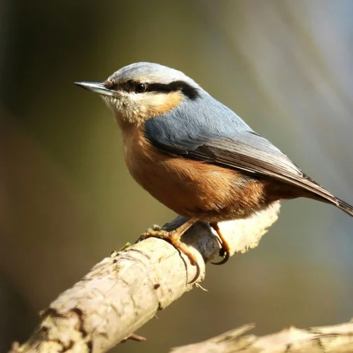 haslemere-biodiversity-img- (12)