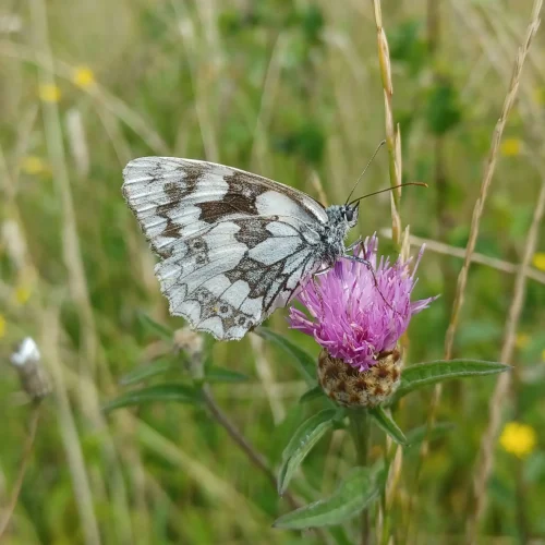 haslemere-biodiversity-secondary-img- (2)