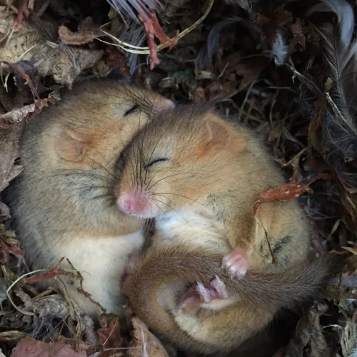 haslemere-dormouse-project-img (1)