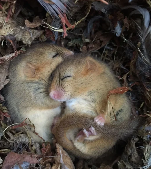 haslemere-dormouse-project-img (1) haslemere-dormouse-project-img (1)