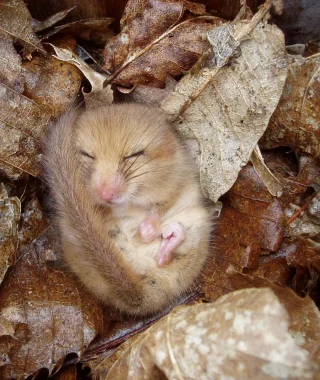 haslemere-dormouse-project-img (2) haslemere-dormouse-project-img (2)