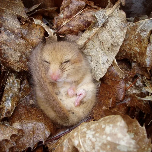 haslemere-dormouse-project-img (2)