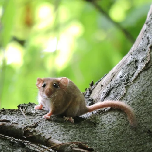 haslemere-dormouse-project-img (3)